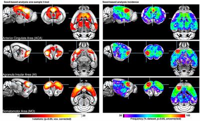 Monitoring Neuronal Network Disturbances of Brain Diseases: A Preclinical MRI Approach in the Rodent Brain